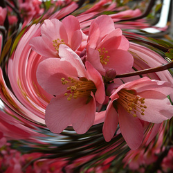 Пазл: Вальс цветов