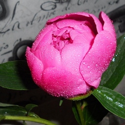 Пазл: Натюрморт с пионом 