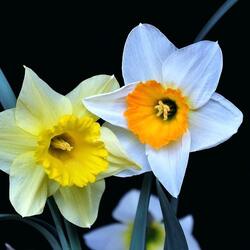 Пазл: Нарциссы