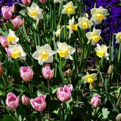 Пазл: Весенние цветы