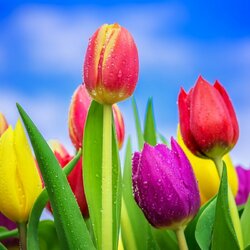 Пазл: Тюльпаны