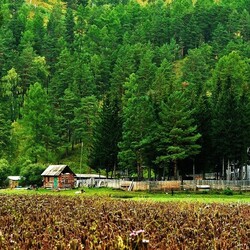 Пазл: Жизнь в тайге