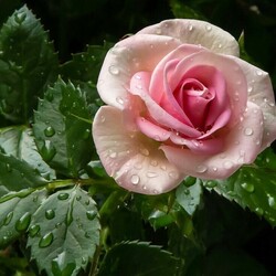 Пазл: В каплях дождя