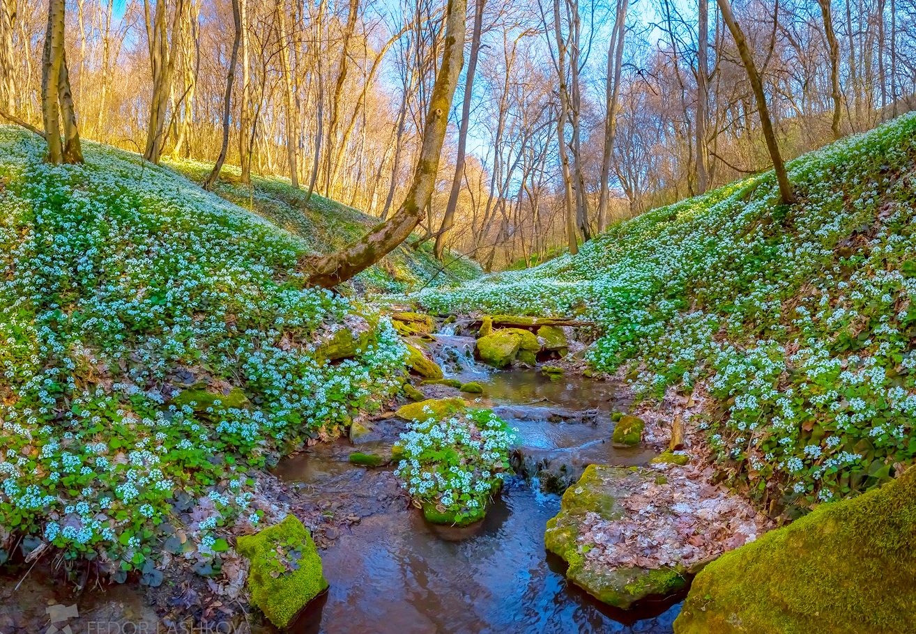 Весна ручьи первоцветы в лесу