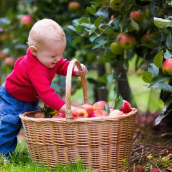 Пазл: Сбор урожая