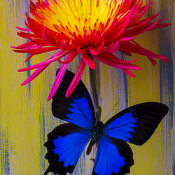 Пазл: Бабочка и огненная хризантема