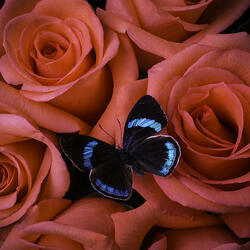 Пазл: Розы и бабочка