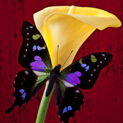 Пазл: Фиолетово-черная бабочка