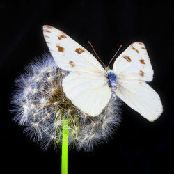 Пазл: Белая бабочка и одуванчик