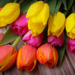 Пазл: Тюльпаны