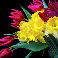 Пазл: Тюльпаны и нарциссы