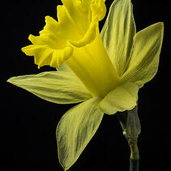 Пазл: Нарцисс