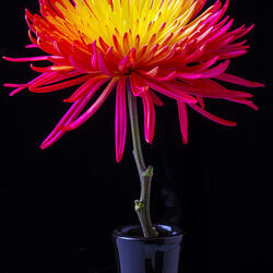 Пазл: Огненная хризантема