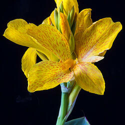 Пазл: Желтая канна