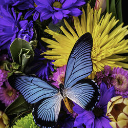 Пазл: Цветы и бабочка