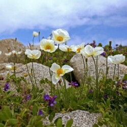 Пазл: Весна в горах