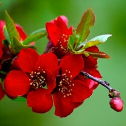 Пазл: Японская айва