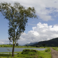 Пазл: Летом в деревне