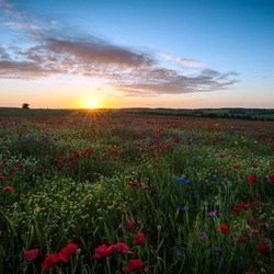 Пазл: На закате