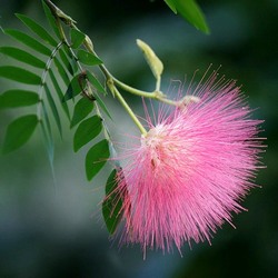 Пазл: Альбиция