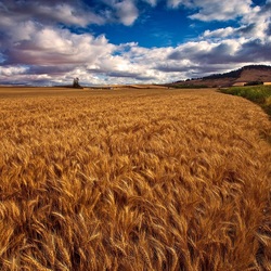 Пазл: Поле спелой пшеницы