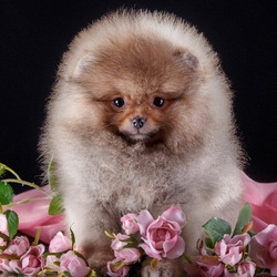 Пазл: Померанский шпиц