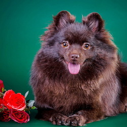 Пазл: Шоколадный шпиц