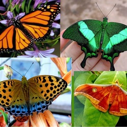 Пазл: Симметрия в природе