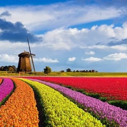 Пазл: Голландская весна