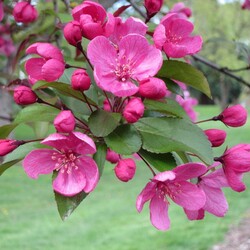 Пазл: Яблоневый цвет