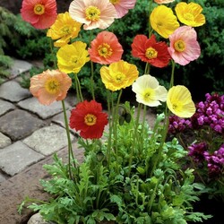 Пазл: Расцвели маки