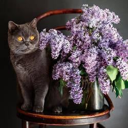 Пазл: Британский кот