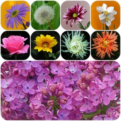 Пазл: Цветочный коллаж