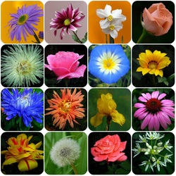 Пазл: Мир цветов