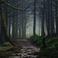 Пазл: Темный лес