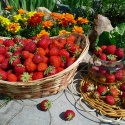 Пазл: Летний урожай