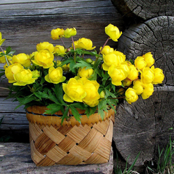 Пазл: Купальница болотная