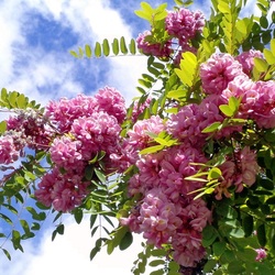 Пазл: Весна