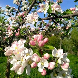 Пазл: Яблоневый цвет