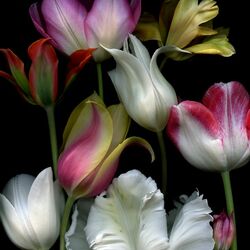 Пазл: Тюльпаны