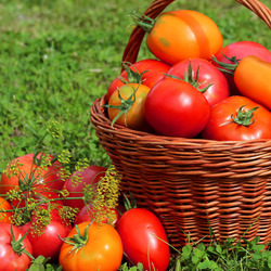 Пазл: Урожай помидоров