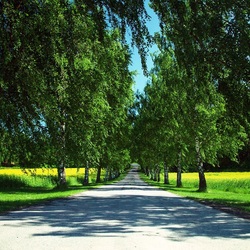 Пазл: Березовая аллея