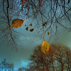 Пазл: Последние листья осени