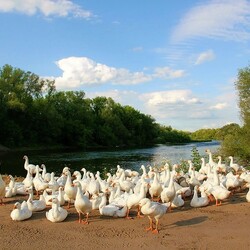 Пазл: Гуси на пляже
