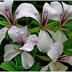 Пазл: Пеларгония 