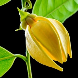 Пазл: Желтый цветок