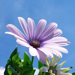 Пазл:  Остеоспермум