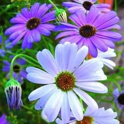 Пазл: Брахикома