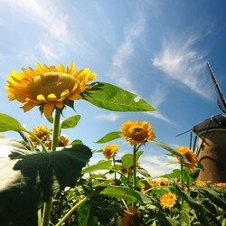 Пазл: Наше лето