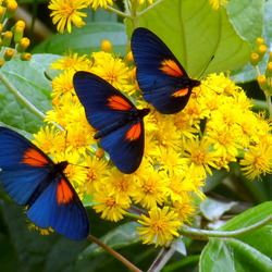 Пазл: Бабочки на цветах